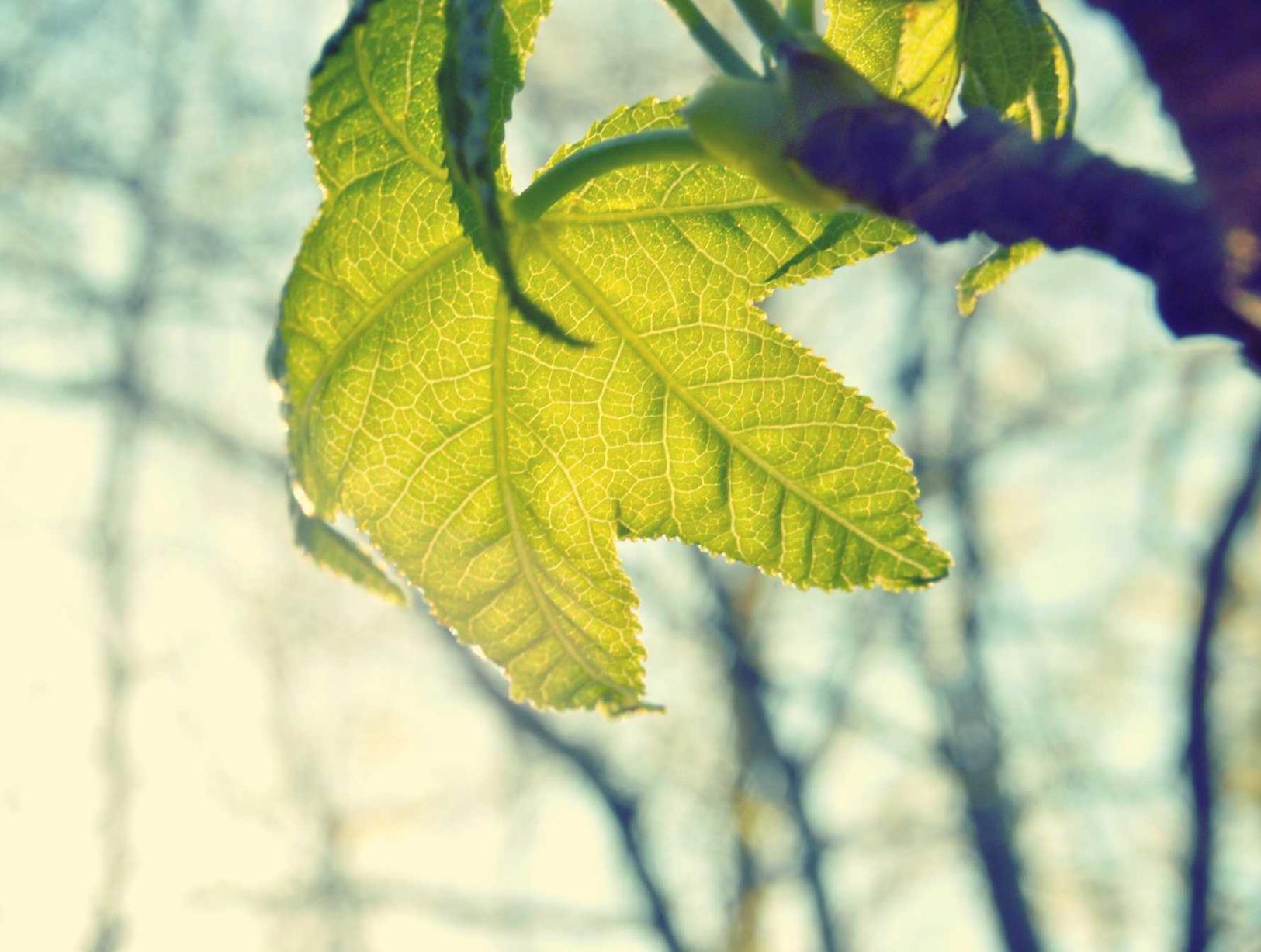 Bohem宝恒树叶爆珠：武定企业注册代理服务